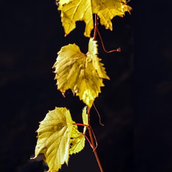 20241024 418 IMG_3648 Feuilles de vigne