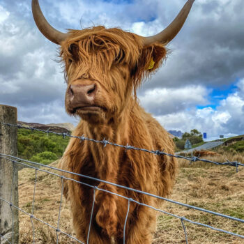 vache